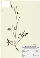 藏品(臺灣黃菫)的圖片